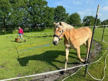 Haflinger für zukünftige Therapie, Katharina Lehmann (Pferdevermittlung Leus), Horses For Sale, Goldelund