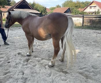 Haflinger für Freizeit