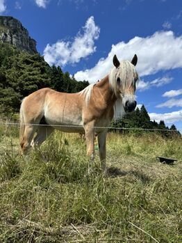 Haflinger in vendita