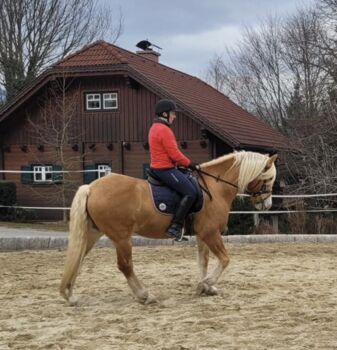 Haflinger Wallach zu verkaufen