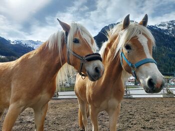 Haflinger Wallach, Jasi, Horses For Sale, Ischgl