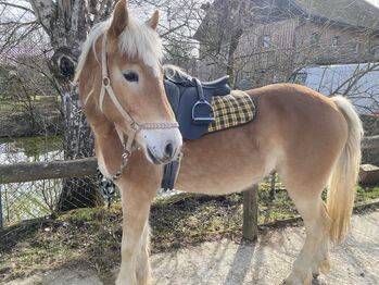Haflinger Wallach