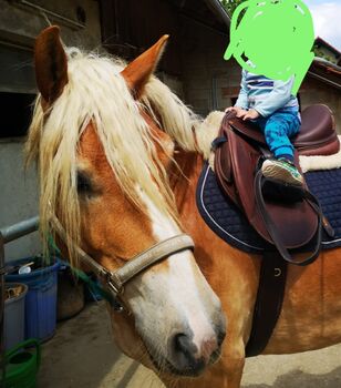 Haflinger Wallach, Hofer Ramona , Horses For Sale, Premstätten 