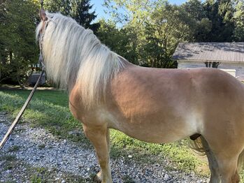 Haflinger Wallach
