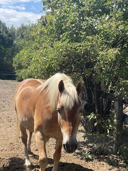 Haflinger Wallach, Patricia Ludwig, Horses For Sale, Wien