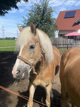 Haflingerwallach, Martina Maier, Horses For Sale, Bad Grönenbach 