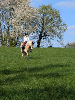 Haflinger Wallach
