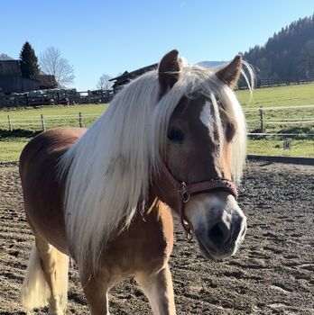 Haflinger Wallach der Extraklasse