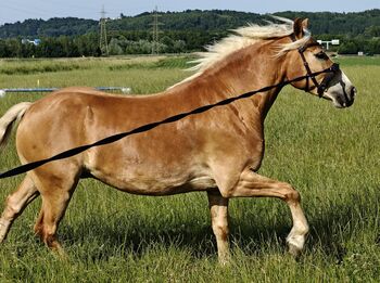 Haflinger Wallach