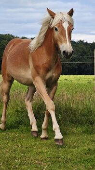 Haflinger Hengst