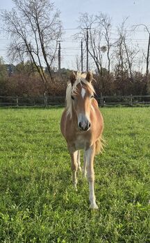 Haflingerjunghengst zu verkaufen, Sabine, Horses For Sale, Ybbs