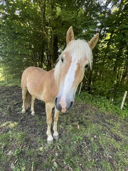 Haflinger Hengst (gerne Wallach), S-t-g-a, Pferd kaufen, Scheibbs