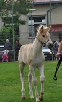 Haflinger-Hengstfohlen, Dumbeck, Pferd kaufen, Rauenberg