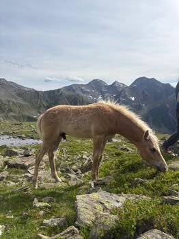 Haflinger Hengstfohlen