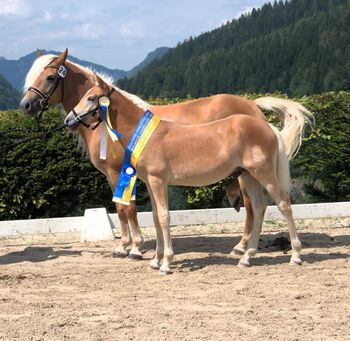 Haflinger Hengstfohlen, SABINE, Horses For Sale, YBBS