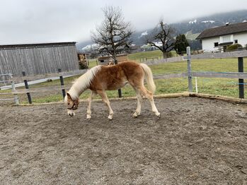 Haflinger Hengstjährling