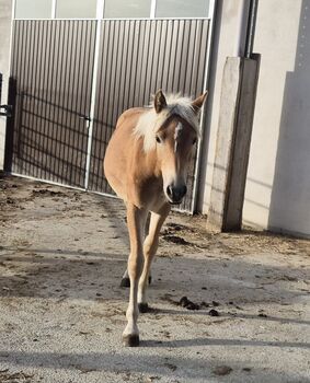 Haflinger Hengstfohlen zu verkaufen, Sabine, Horses For Sale, Ybbs