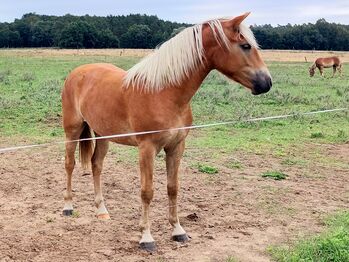 Haflingerjungstute, BtB Ranch, Horses For Sale, Zahna-Elster