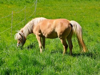 Haflinger Jungstute