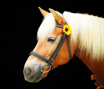 Haflinger Stute 10 Jahre, C.Wieczorek , Horses For Sale, Kirchhundem 