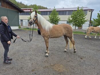 Haflinger Stute Verkauft, Sabine, Horses For Sale, Ybbs