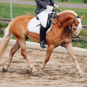 Haflingerstute von Wienerart, Heike Drexler, Horses For Sale, Hessenberg