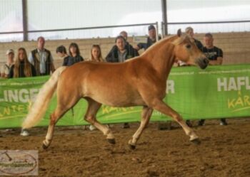 Haflinger Stute