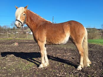 Haflinger Stute