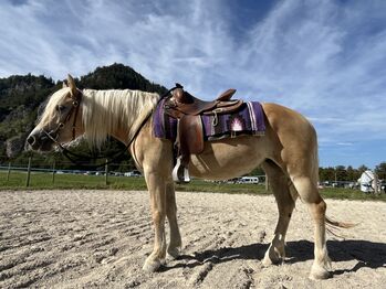 Haflingerstute, Michaela Mitterhumer , Horses For Sale, Steinbach 