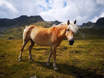 Haflinger Stute, Kathrin Th, Horses For Sale, Terfens