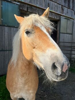 Haflingerstute, Romana schultes, Horses For Sale, Thumersbach