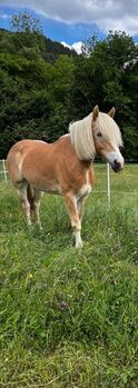Haflinger Stute