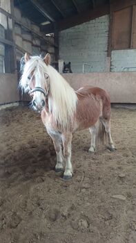 Haflinger Stute