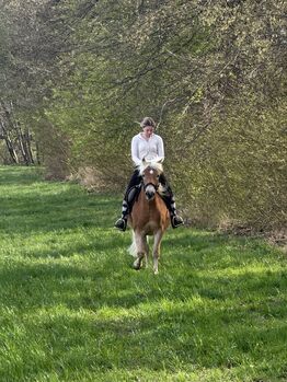 Haflingerstute Verlasspferd