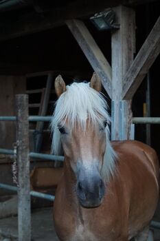 Haflingerstute Verlasspferd