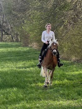 Haflingerstute Verlasspferd, Brigitte , Horses For Sale, Biberbach 