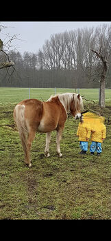 Haflinger Stute an, Langenbrink , Horses For Sale, Warpe 