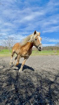 Haflinger Stute 14J