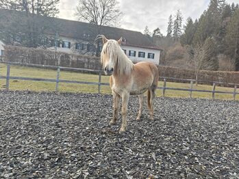Haflinger Stute 2 jährig im März von NON STOP, Meli, Horses For Sale, Ligist 