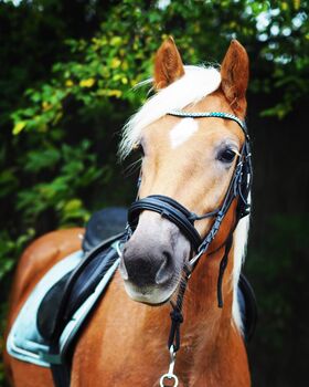 Haflingerstute 4 Jahre, Lisa Häusler, Horses For Sale, Großweikersdorf