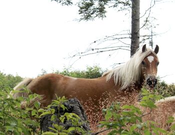 Haflingerstute Familienpferd, Monika , Horses For Sale, Südtirol 