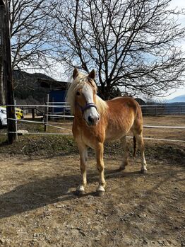 Haflinger Stute