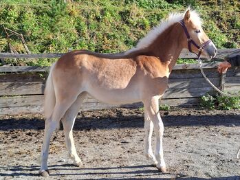 Haflinger Stutfohlen
