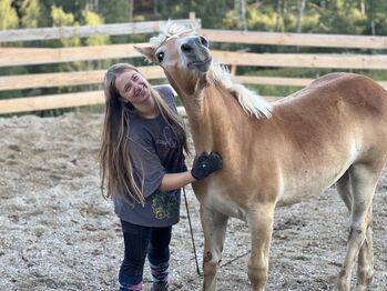 Stutfohlen Haflinger, Katharina Sneditz, Horses For Sale, Diex