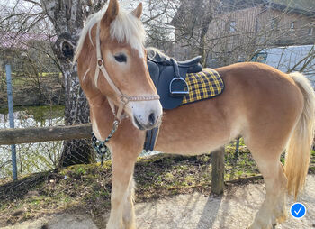 Haflinger mit Talent