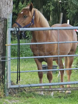 Haflinger Mix