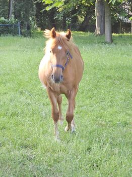 Haflinger Mix, Sarah , Horses For Sale, Bochum