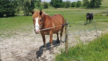 Haflinger-Noriker-Mix