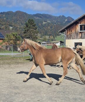 Haflinger
