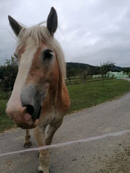 Haflinger, Jasmin, Pferd kaufen, Mitterlimberg